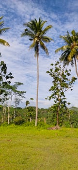 View of tall coconut trees on the edge of the field, under a blue sky with pure white clouds photo