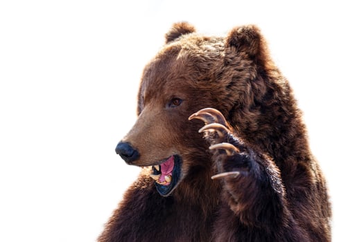 Taxidermy of a Kamchatka brown bear on white background photo