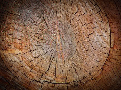 Wood texture of cut tree trunk, close-up photo