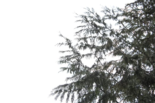 Leaves and pine branches against a white sky. photo