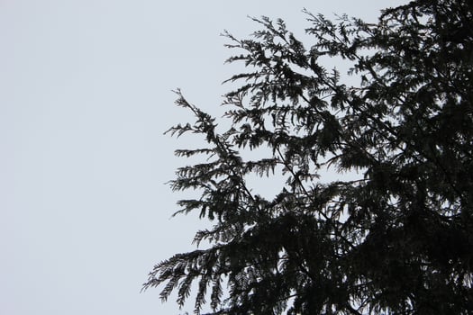 Leaves and pine branches against a white sky. photo