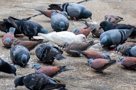 Single white dove in group of gray doves. different concept photo