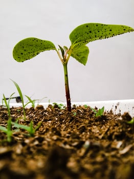 a new plant growing in a pot on a white background photo