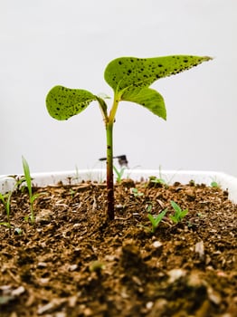 a new plant growing in a pot on a white background photo