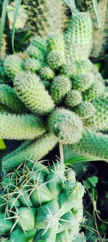 Plants Wallpapers, Flowers wallpapers photo