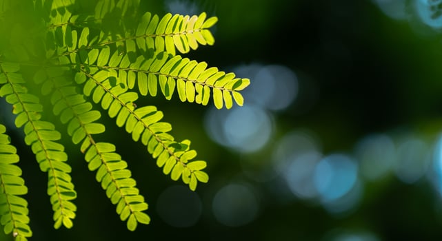 abstract stunning green leaf texture, tropical leaf foliage nature green background photo