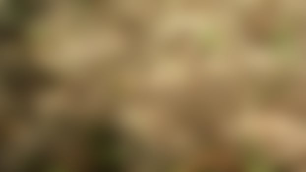 defocused dry leaves above ground as background photo