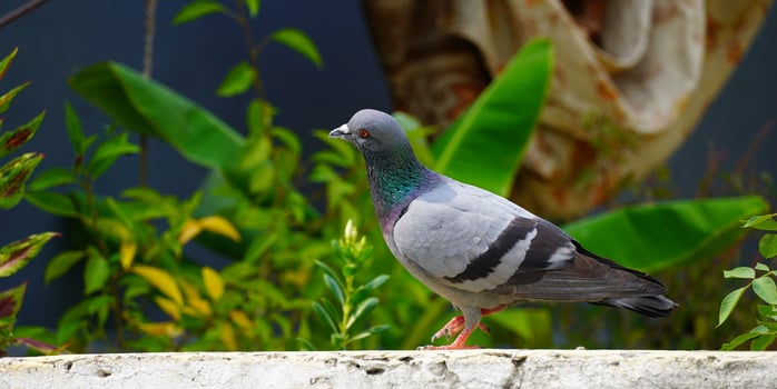 Portrait of a pigeon close up. photo