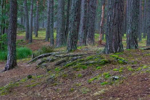 Green Coniferous  forests photo