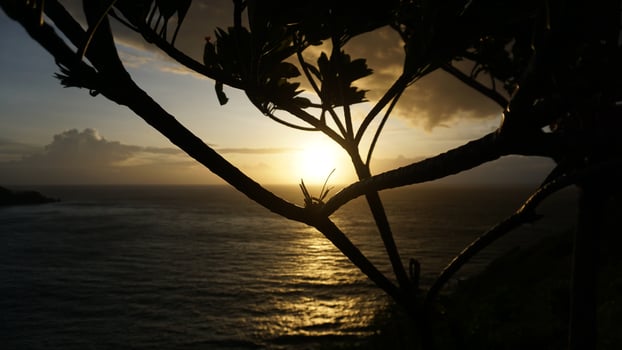 A tree with leaves and a sunset in the background photo