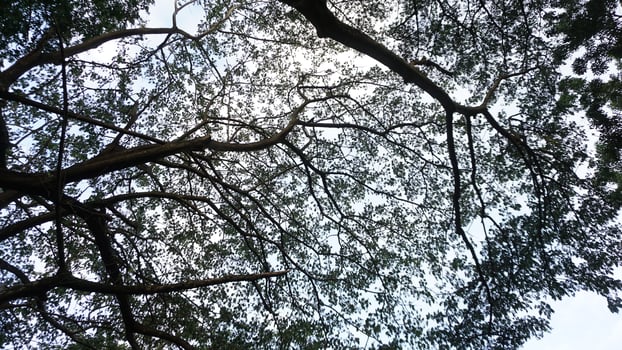 A view of the sky through the branches of a tree photo