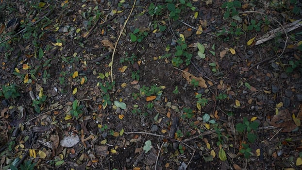 A dirt road with leaves and grass photo