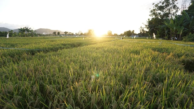 A field of green grass photo