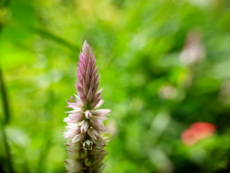 cone flower blooming in green leaf garden. photo