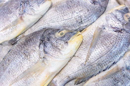 fresh fish on the market sea food restaurant background photo