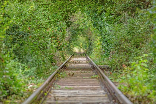 Image along a disused railroad line through a densely overgrown forest during the day photo