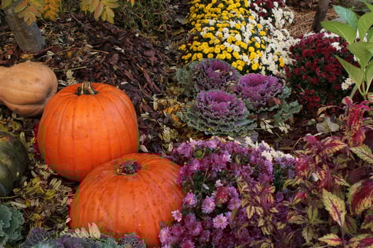 Close-up of fresh plant leaves decorative purple cabbage Brassica oleracea and pumpkins. Organic vegetable healthy eating concept. Autumn harvesting. Vegan food. Gardening, growing and bio farming photo