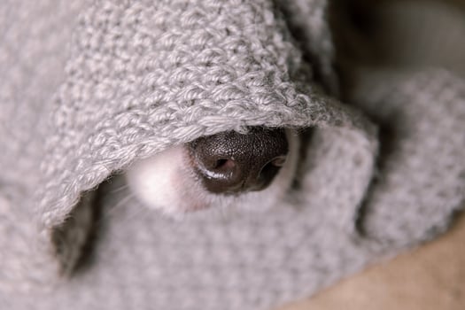 Funny puppy dog border collie lying on couch under warm knitted scarf indoors. Dog nose sticks out from under plaid close up. Winter or autumn fall dog portrait. Hygge mood cold weather concept. photo
