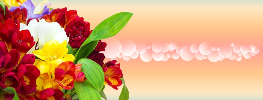 Bouquet of red, yellow freesias on gradient spring, summer background with bokeh. Banner. International Women's, Mother's Day, March 8, birthday. Copy space photo