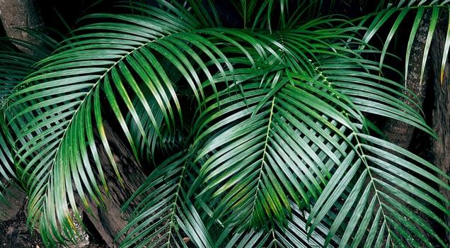 green nature background. dark green foliage fresh plant, natural green leaves banner photo