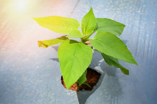 young of sunflowers plant growing on planting crop with plastic cover on ground photo