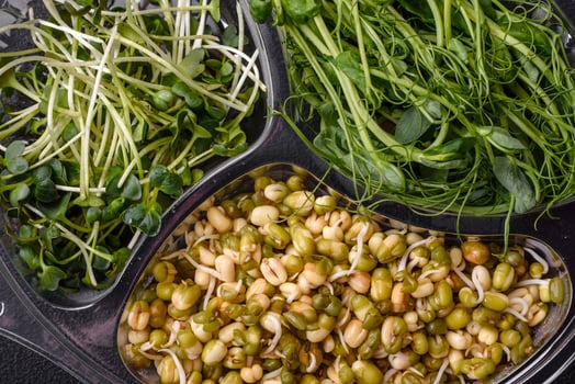 A set or mix of pea, mustard and sprouted mung bean microgreens in a portioned plastic box photo