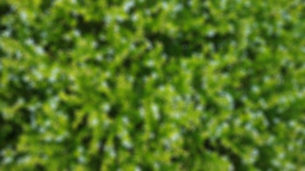 beautiful white cuphea plant for background photo
