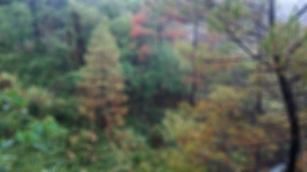 beautiful and stunning green and red trees in a tourist spot photo