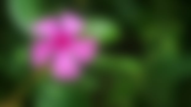 defocused lovely pink Madagascar Periwinkle flowers photo