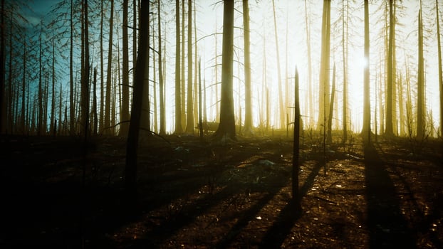 Burned trees after wildfire with pollution and a lot of smoke photo