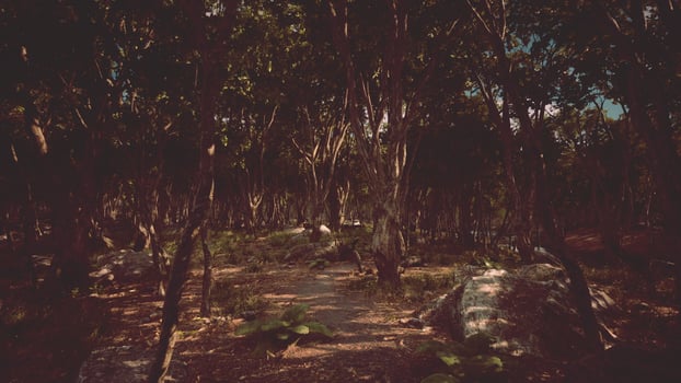 dark foggy mountain forest scenery photo