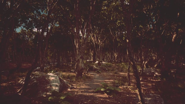Forest in darkness with grass and rocks photo