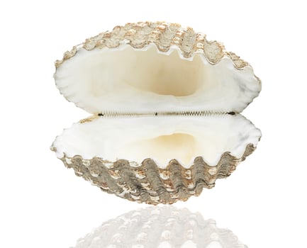 Scallop shall isolated on white photo