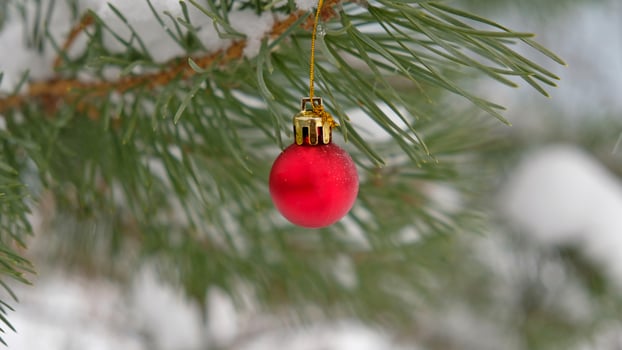 The defocused background of Fir green branches are decorated with small red ball. Selective focus. Snow-covered spruce pine branches. photo