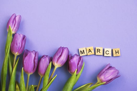 Purple bouquet of flowers tulips background with with the word march on veri peri background. photo