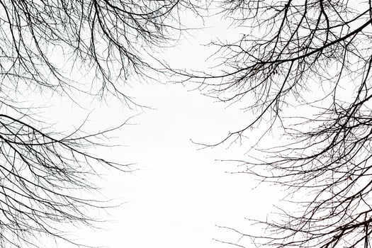 Tree branches without leaves against the sky photo