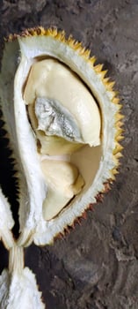Portrait of durio zibethinus fruit flesh or commonly known as durian fruit. photo