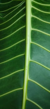A portrait of the leaf bone motif of the alocasia macrorrhizos or giant taro plant, suitable as a natural background photo