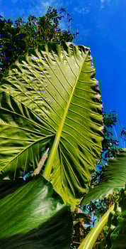 Portrait of a giant taro plant with the Latin name Alocasia macrorrhizos against a clear blue sky background photo