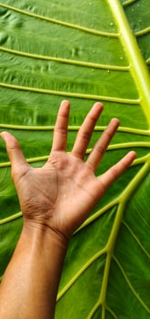 Portrait giant taro or Alocasia macrorrhizos leaves that are larger than an adult's hand photo
