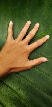 Portrait of an adult's hand against a giant taro leaf or Alocasia macrorrhizos background photo