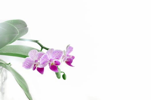 Sprig of blooming purple-white orchid on a white background photo