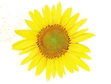 beautiful sunflower flower with different petals isolated on white background photo