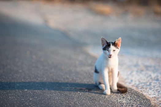 Tricolor homeless cat on the road in Greece photo