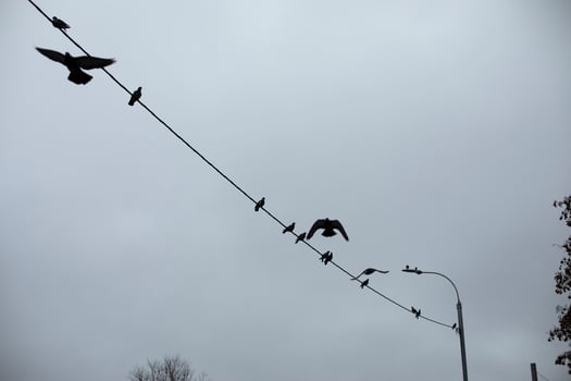 Pigeons sit on wire. Silhouettes of birds on electric wire. Details of life of urban birds. photo