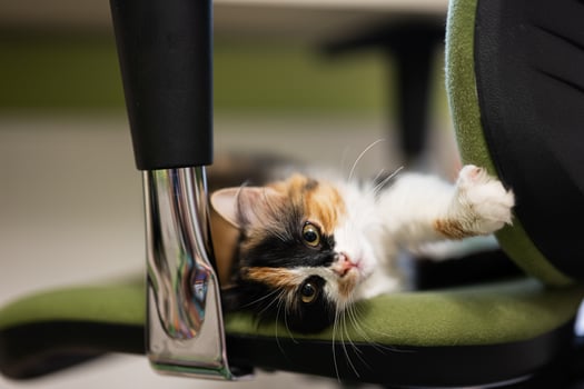 Close up of little kitten in office chair lying. photo