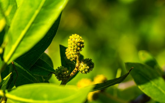 Green Caribbean plants palm trees flowers trees on coast Mexico. photo