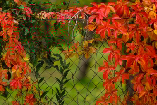 autumn background with fence photo