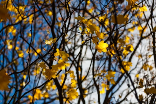 yellow leaf on the tree photo