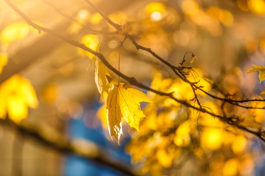 autumn leaves in front of the window photo